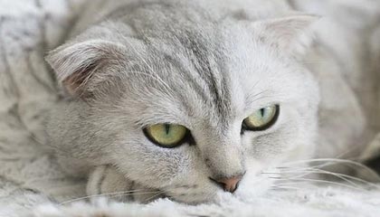 中甲保级战：黑龙江冰城1-0小胜陕西长安竞技，保级希望再度燃起