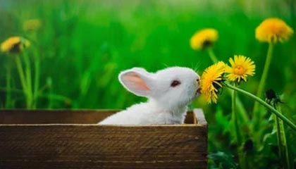 开云体育_ 德甲上半场总结：谁能成为冬窗黑马？，德甲开放球迷入场