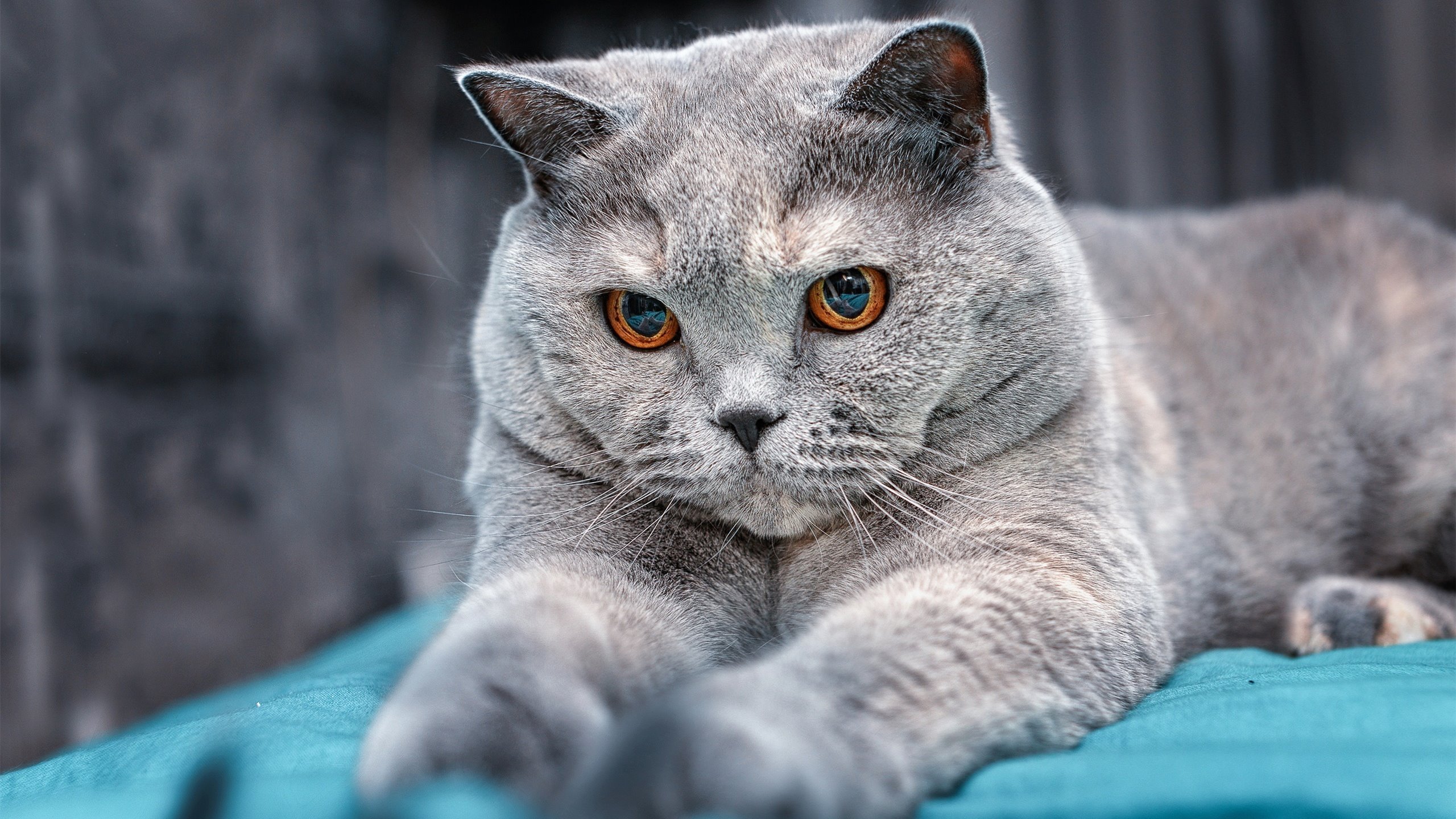 _双人舞结合:运动与舞蹈的完美结合比赛_,体育舞蹈的双人配合