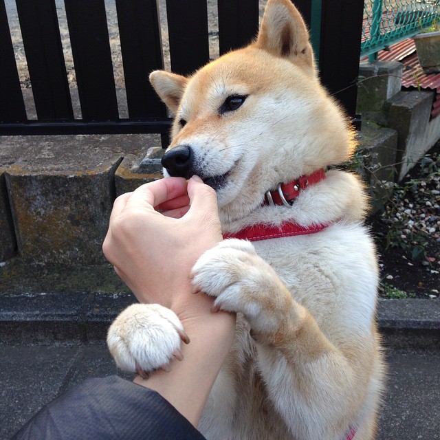 “北极雪地:冰封战场上的极限追击”,北极雪山