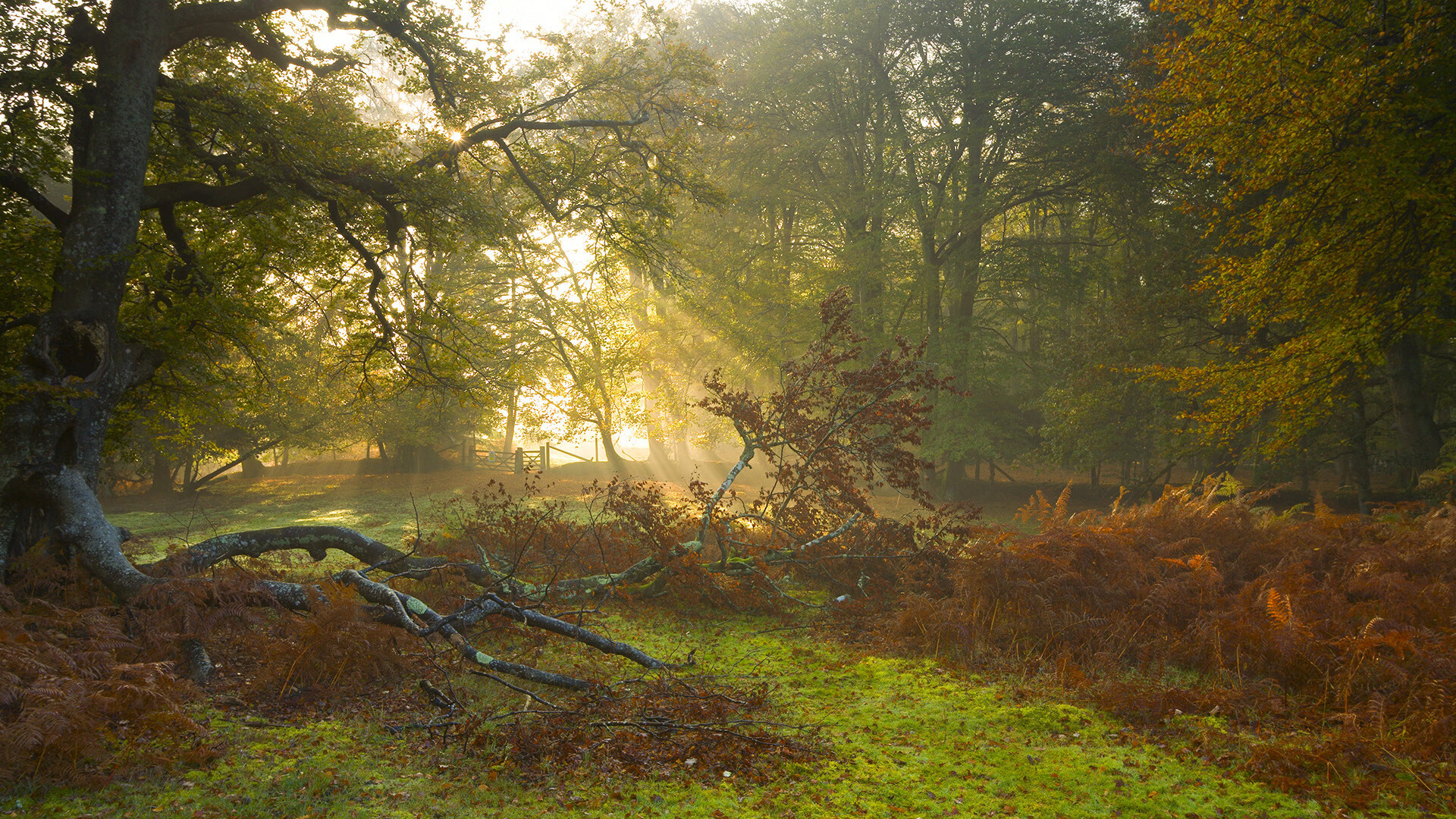 今年NBA联盟助攻领头羊是谁?他的童话故事你知道吗?,nba助攻榜第一