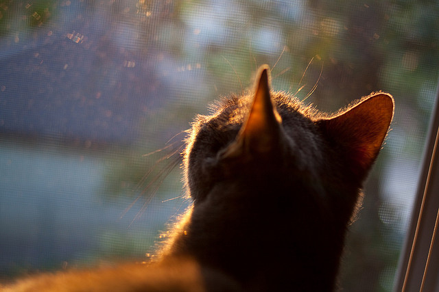 法甲劲旅新变化,球队精彩配合推动比赛高潮,法甲球队实力定位