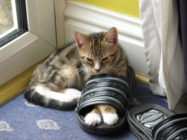 球员心路:回顾球星的伤病恢复之路,球员伤病情况