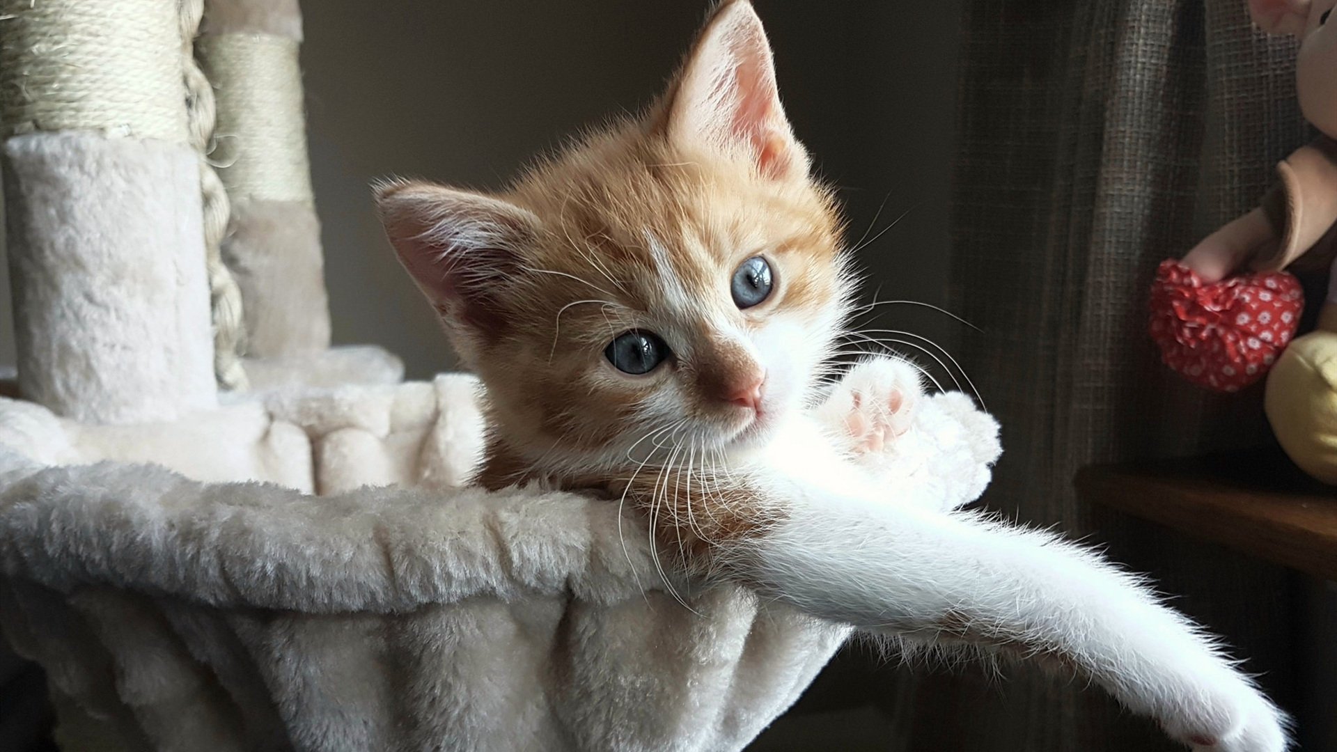 英格兰举办篮球知识讲座,英格兰大赛进球