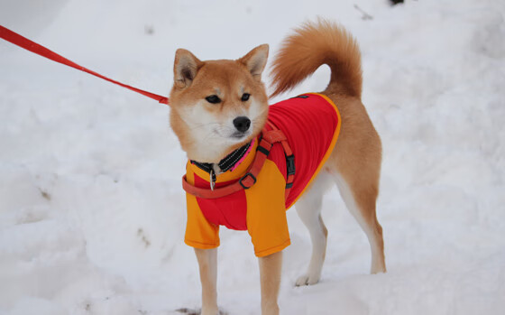 两队季后赛首轮对决成焦点战役,季后赛首轮对阵产生