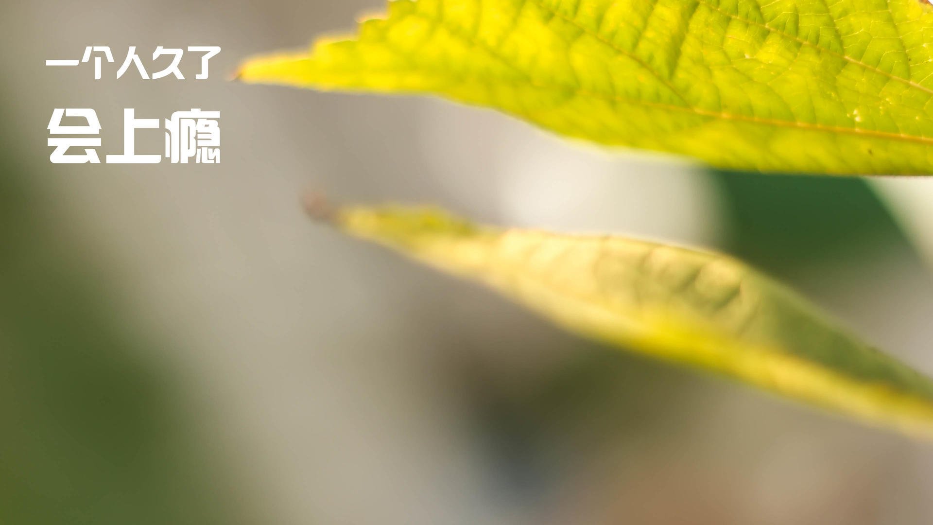 从菜鸟到冠军:职业电竞选手的成长蜕变全纪录,职业电竞选手的心酸