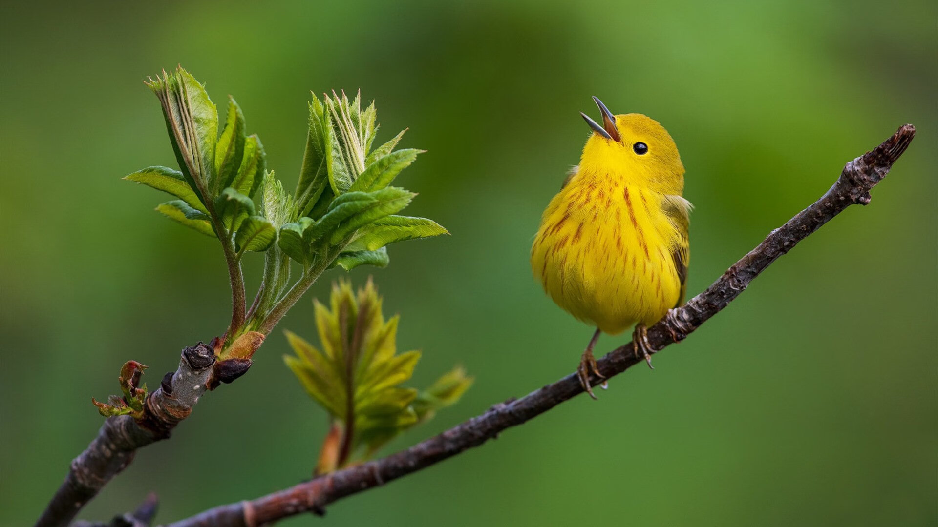 太阳队殊途同归,决定拼出最后一战,太阳队craig