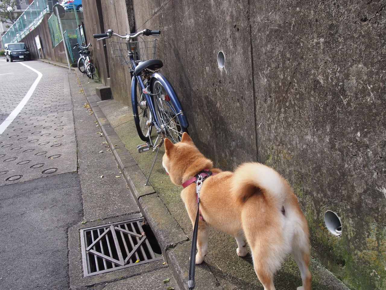 太阳队球队主场战绩稳步上升,太阳球队专区