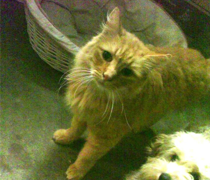 太阳队球队凝聚力显著增强，太阳队优势