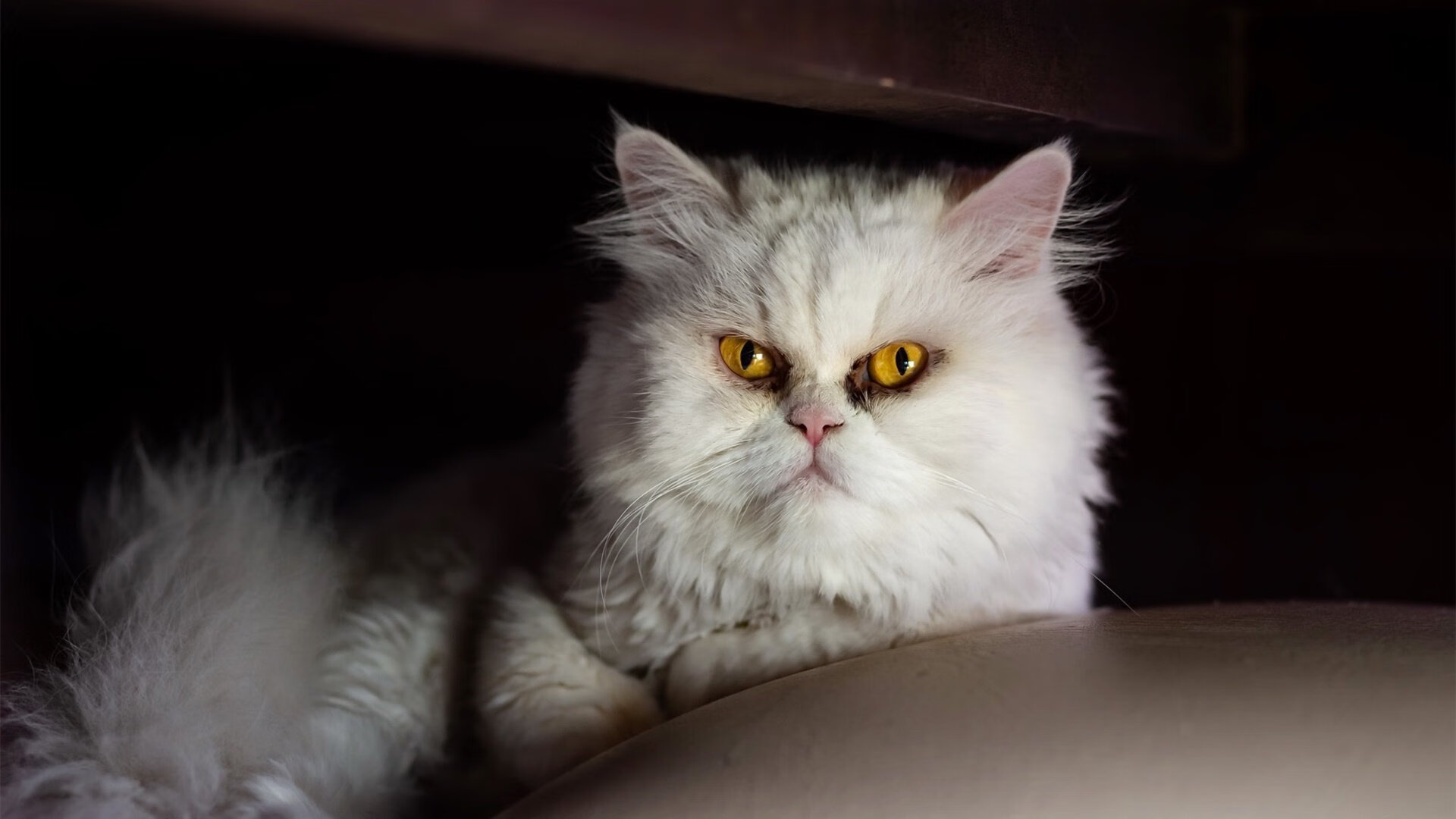 山西汾酒主场优势日益明显，山西汾酒潜力