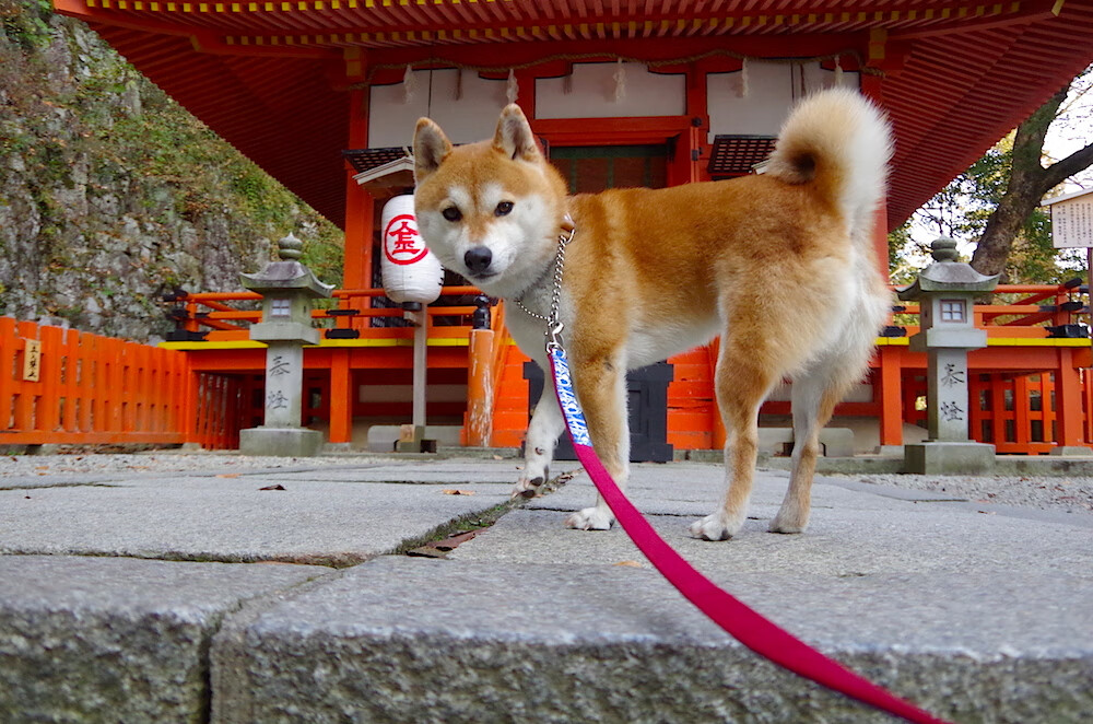 山西汾酒战术执行力提升明显，山西汾酒的经营战略