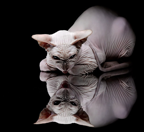 弗赖堡对决巴伐利亚,升班马争霸,弗赖堡vs汉堡预测