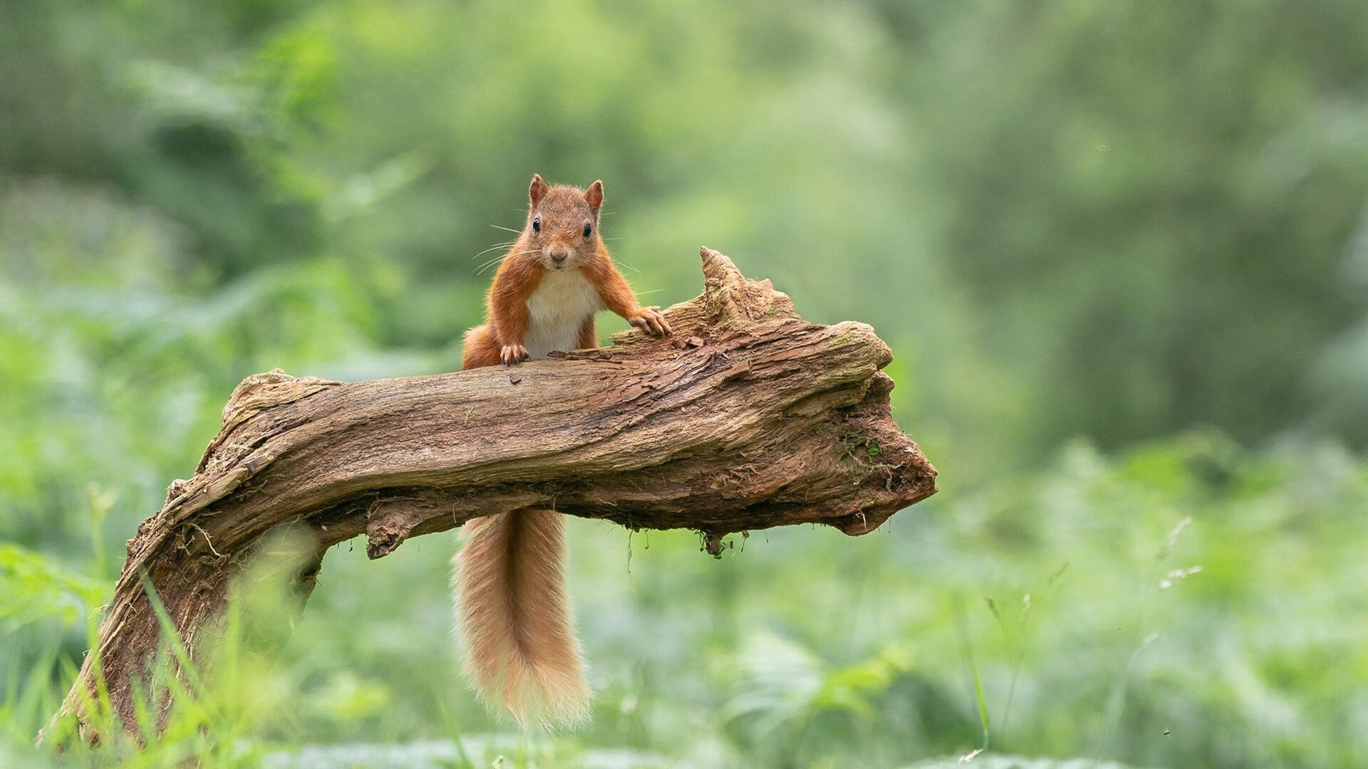 波尔图欧冠表现抢眼，波尔图欧冠冠军主力阵容