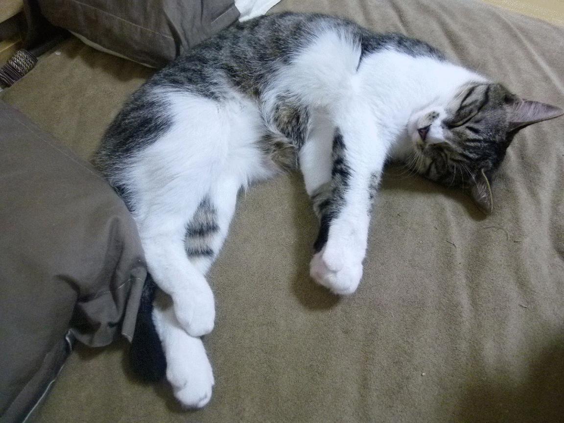 王者荣耀KPL进入半决赛阶段，赛场竞争白热化，王者荣耀kpl直播