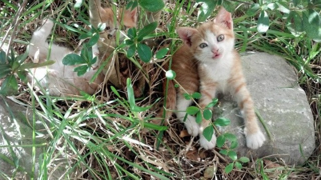 电竞社区多样化发展路径及玩家行为管理策略探讨,电竞类的社群