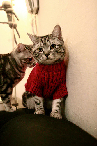 英格兰金牌梦碎夜,泪洒巴黎,英格兰顶级联赛金靴次数排名