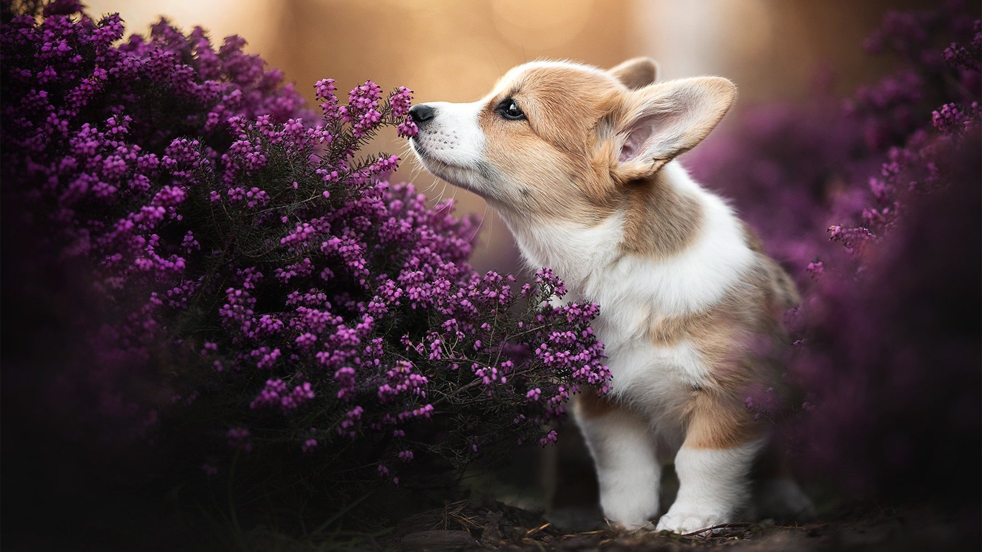 英格兰门神连克对手，保持不败纪录，英格兰第一门将