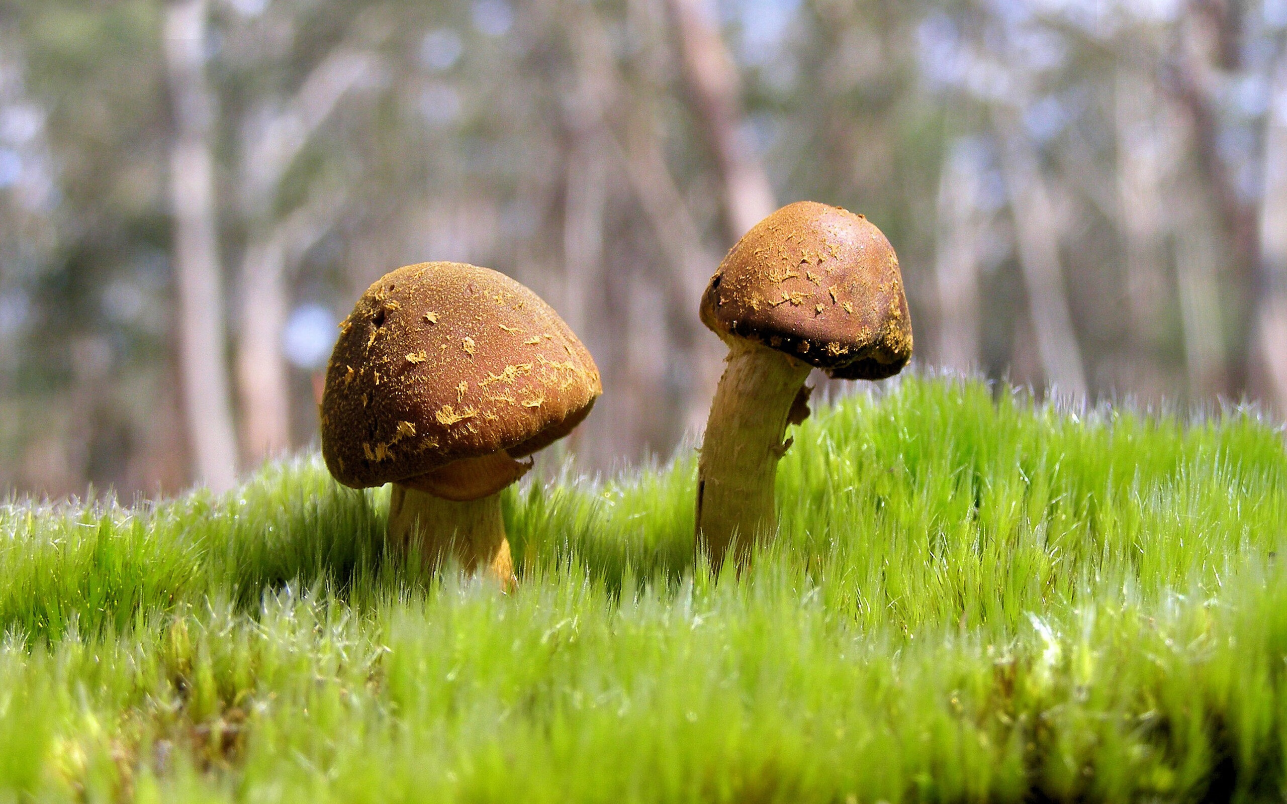 篮球比赛智能数据分析系统开发,篮球比赛分析一般用什么软件