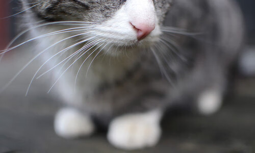 “台球：天府校区体育馆迎来世界顶级选手的精妙对决”