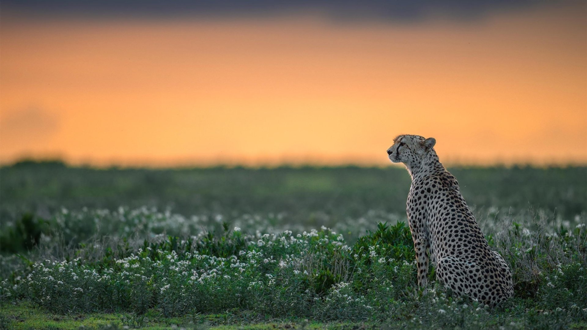 中国女篮团队默契显著提升,中国女篮球队