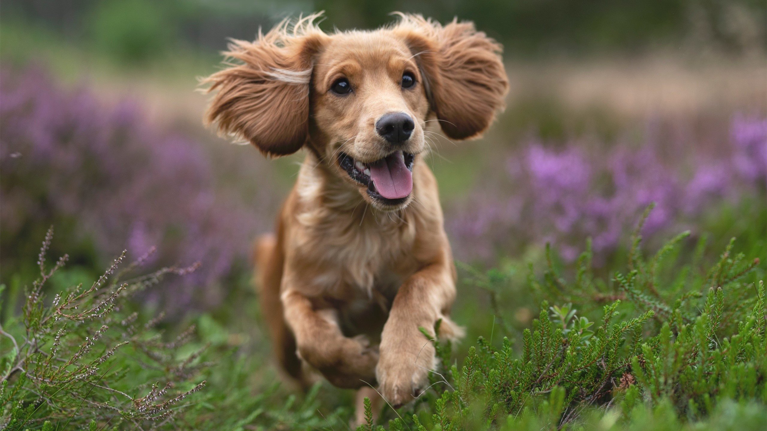 乒乓赛制大变革,国际乒联推出新规则,国际乒联改变规则