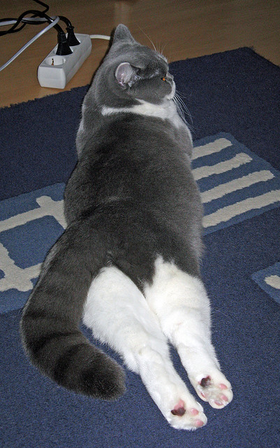 冠军划水幅度与水面高度完美契合,划水冠军表情包