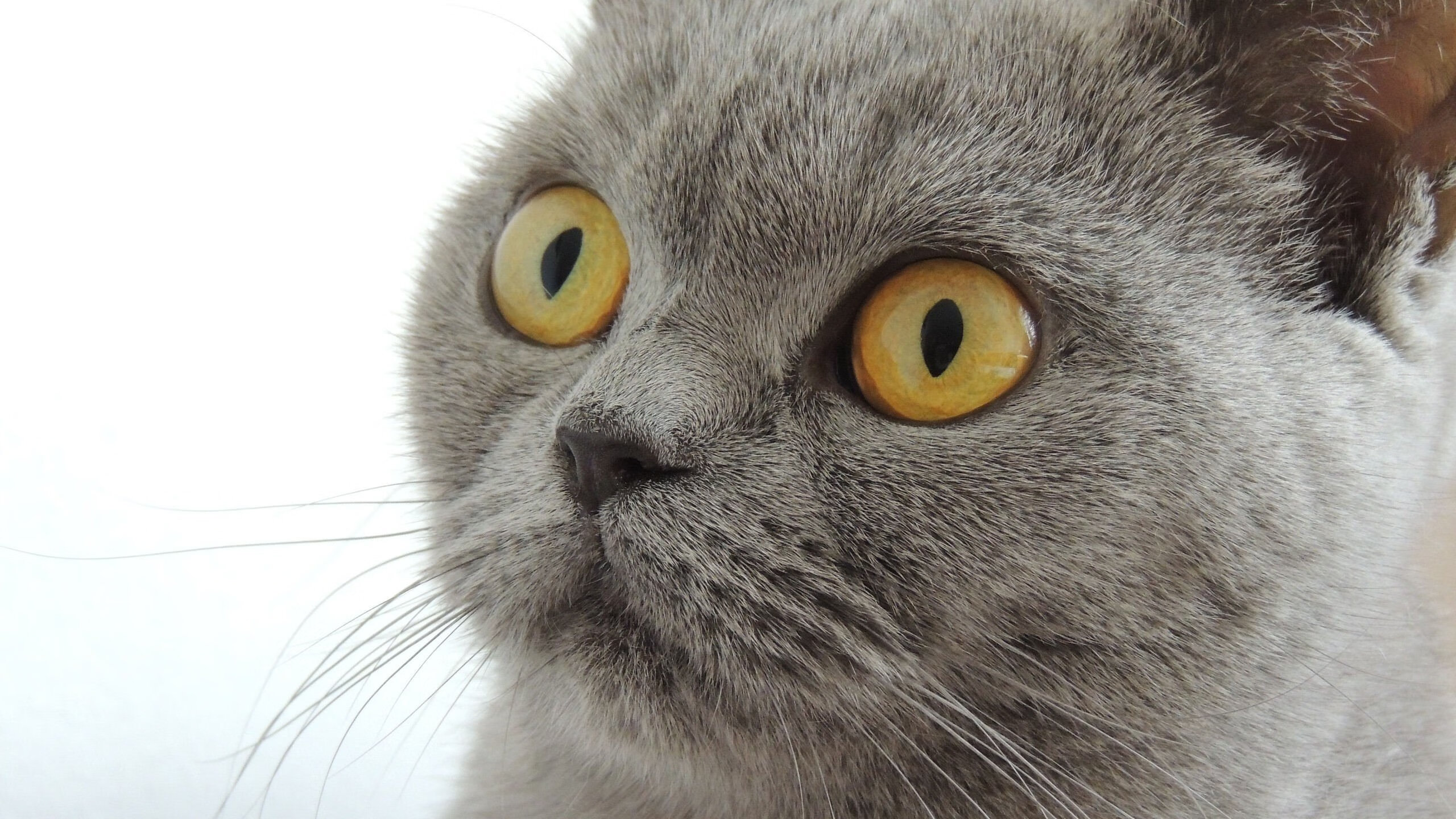 快节奏体系中替补球员是否拥有更多表现机会