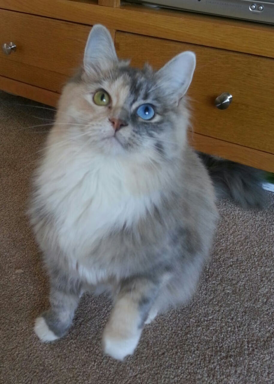 校园足球指导教师专业性参差不齐，校园足球师资力量薄弱