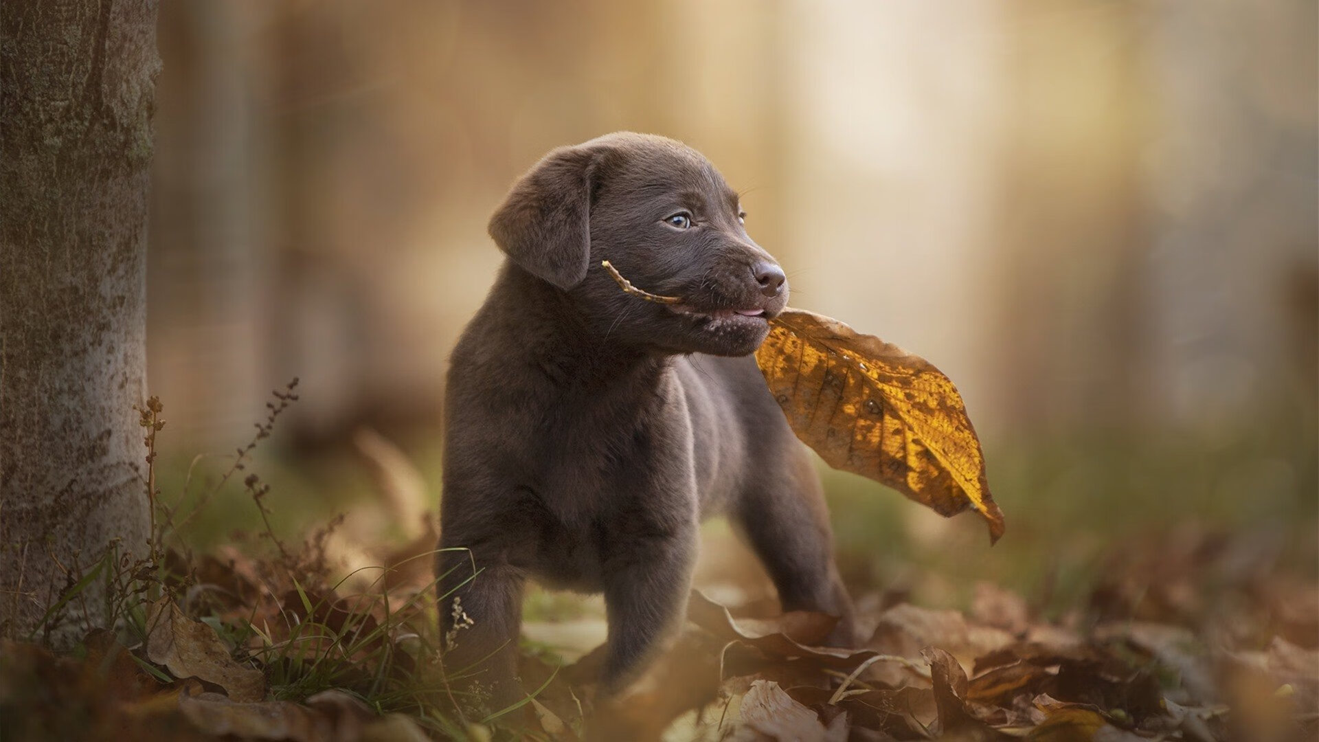 冠军教头独家专访,揭秘执教心得,冠军教头是什么意思