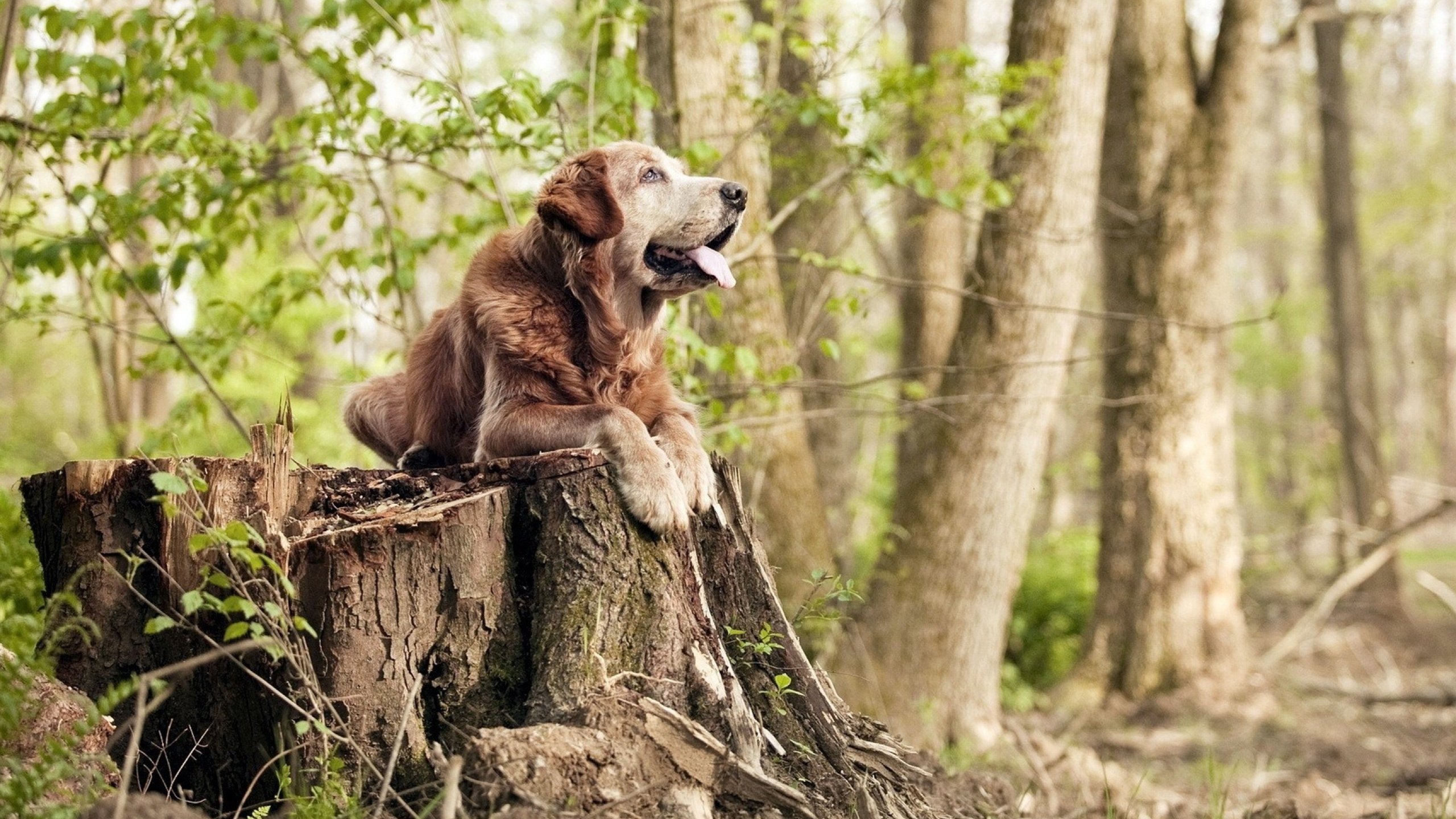 史密斯决赛表现稳健赢得喝彩，史密斯去哪个队了