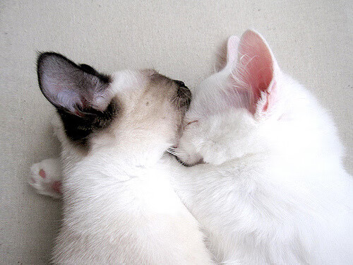 坦桑尼亚女篮在非洲锦标赛中赢得佳绩，迈向国际舞台