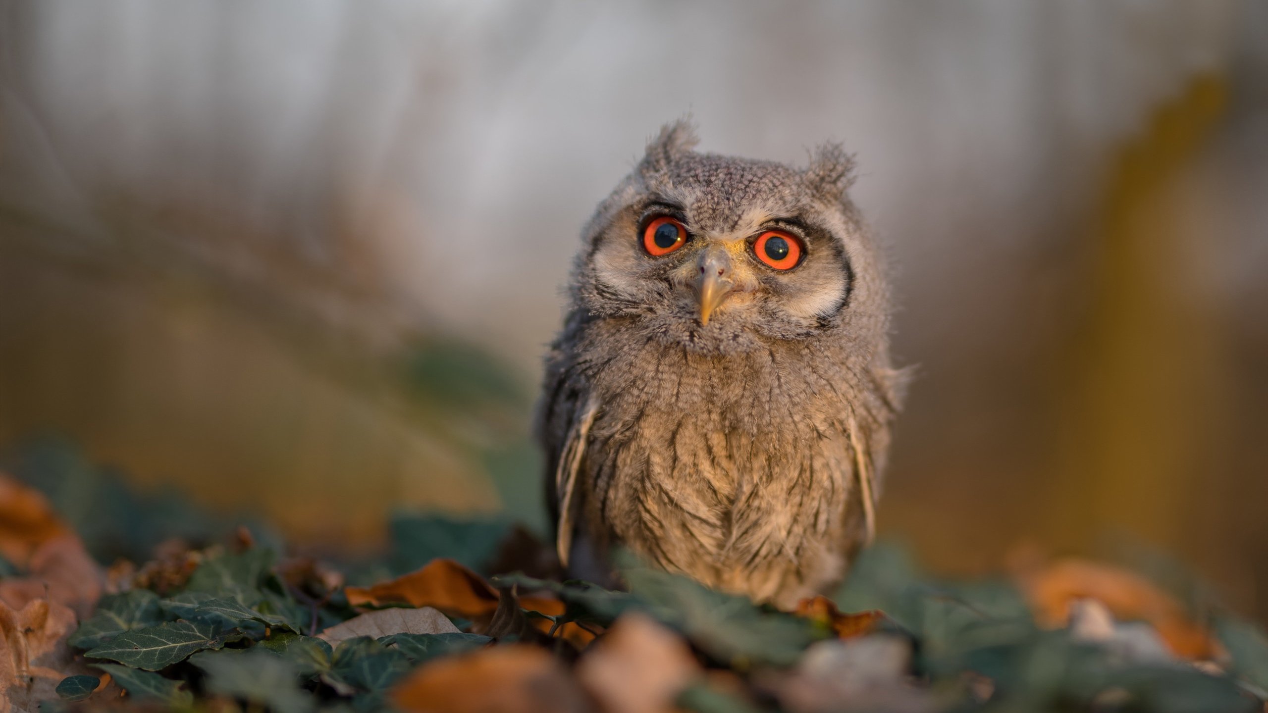 掘金集训营引入沉浸式视觉模拟提升判断力，掘金计划是什么意思