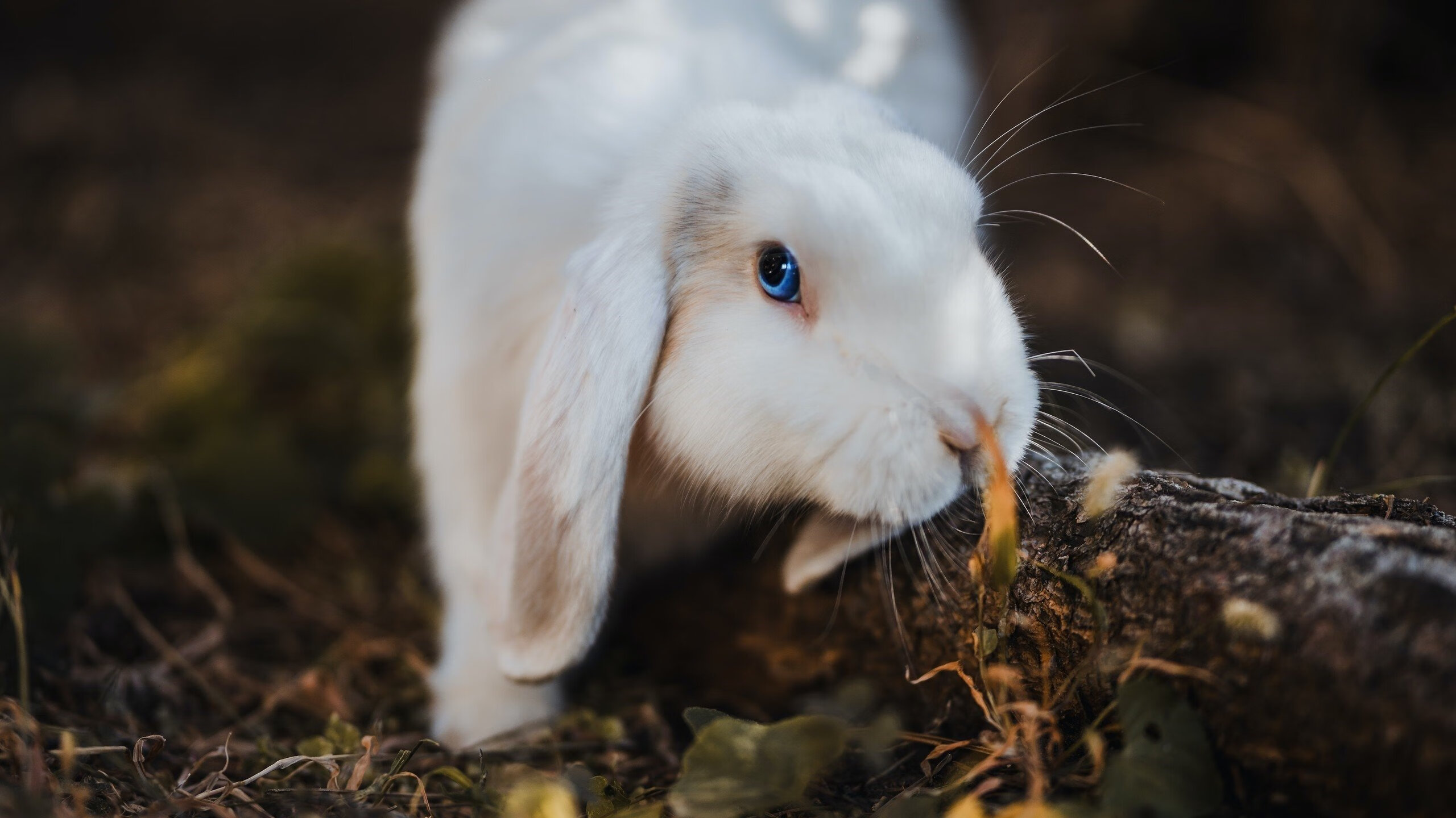 混合泳团体摩纳哥协作顺畅，混合泳比赛
