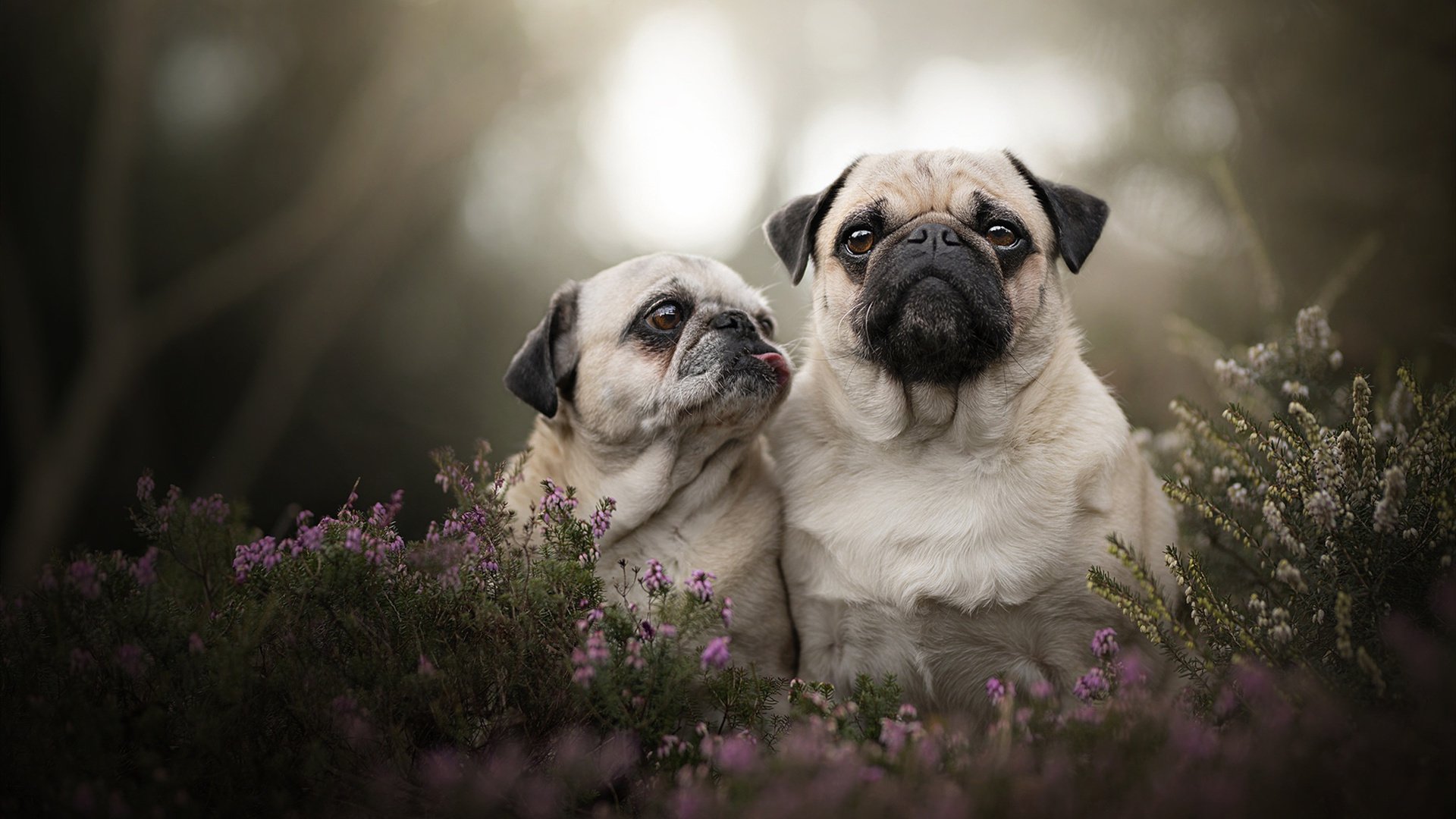 苏炳添赛后怒斥裁判田径百米赛，苏炳添决赛百米